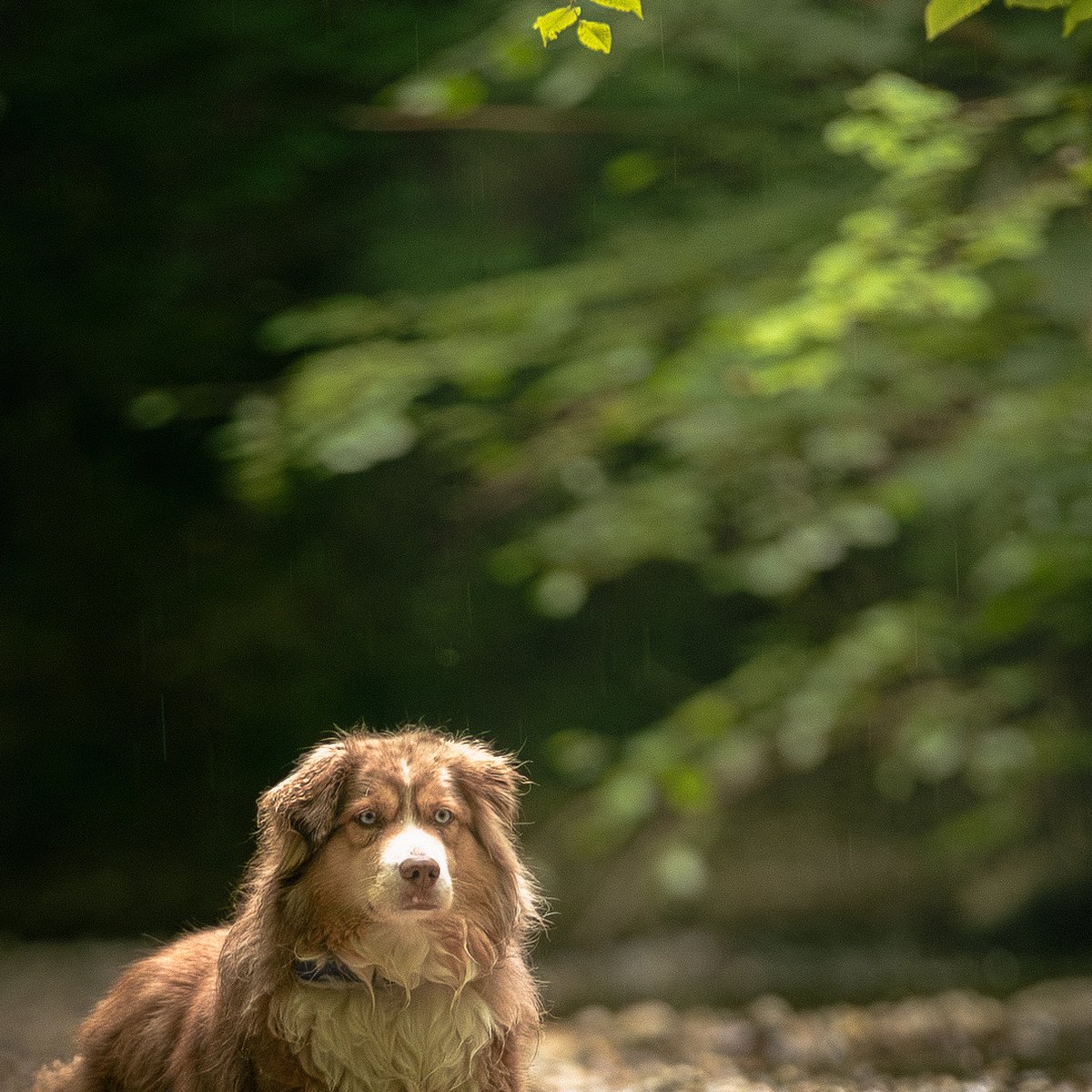 Animaux
